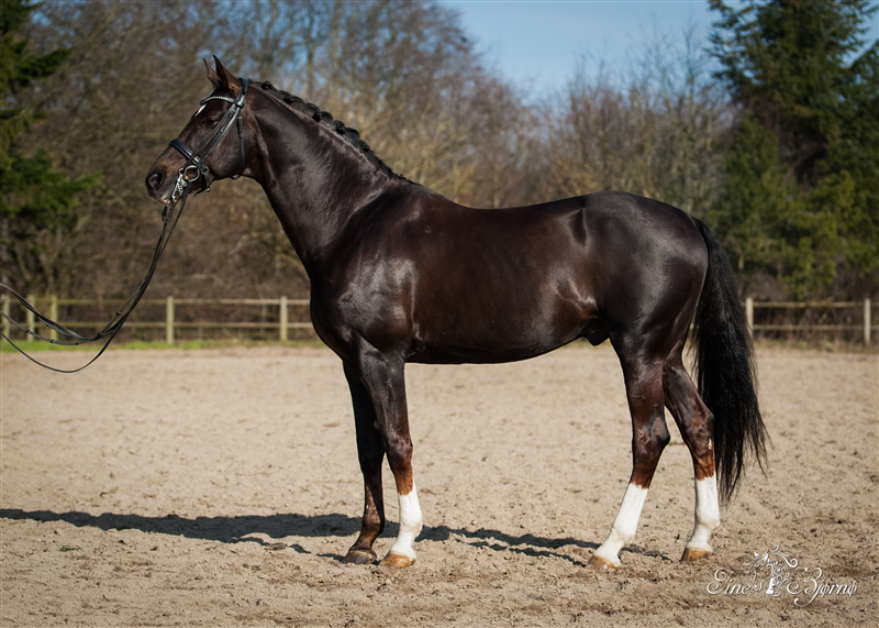 Don Juan DVH 838 har været en af de mest betydningsfulde heste, Ove, igennem tiden, har ejet. Han har været en grundsten i avlen, og han er stadig aktiv dressurhest på stutteriet.